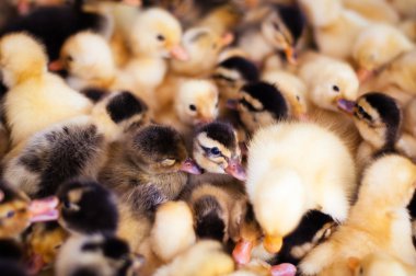 çiftlikte küçük ördek yavrusu, kalabalık