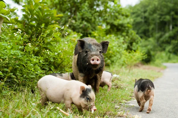 Cochon mignon avec des porcelets sur la route rurale — Photo