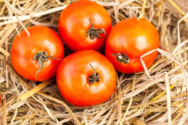 Tomates rouges fraîches mûres sur une paille — Photo