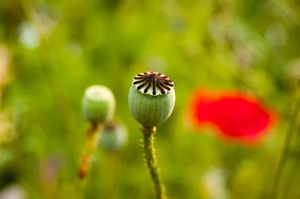 Groene whild poppy hoofd op groene achtergrond — Stockfoto