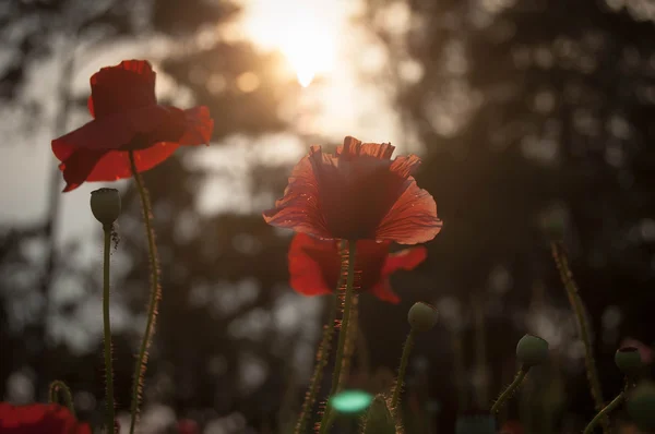 Flor de papoula brilhante vermelho selvagem — Fotografia de Stock