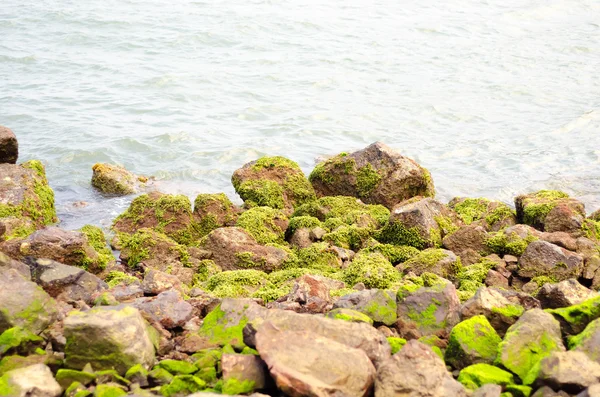 Stones and green seaweed on the coast line — Stock Photo, Image