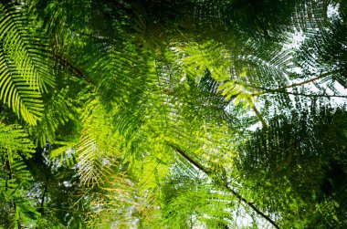 yeşil ağaç yaprakları ve bir arka plan olarak çorbaları