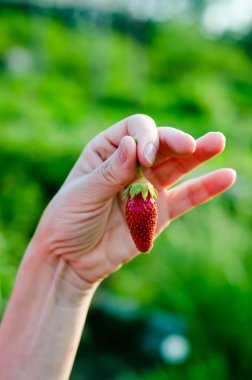Woman hand holding fresh organic strawberry on green background