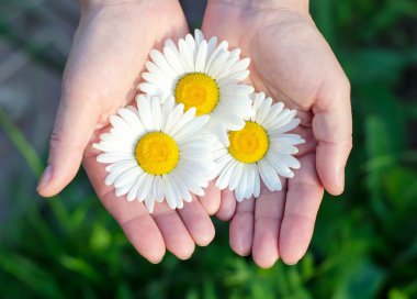 Hands holding several white camomile flowers