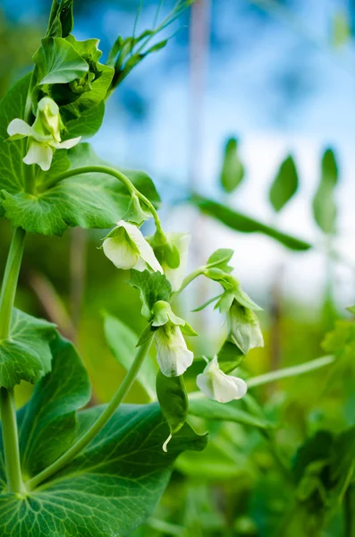 Guisante de jardín Flor blanca con vid y cielo azul — Foto de Stock