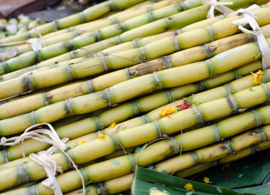 Sarı şeker kamışı Asya pazarında
