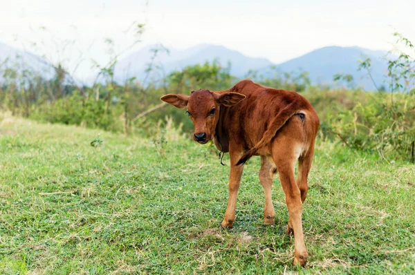 Vaca marrom no campo verde no Vietnã — Fotografia de Stock