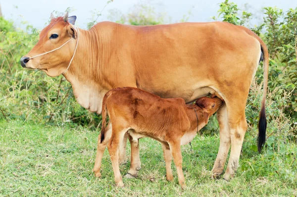 Baby calf drinking mothers milk in Vietnam — Stock Photo, Image