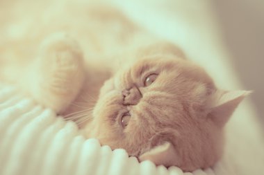 Oyun oynayan egzotik kedi