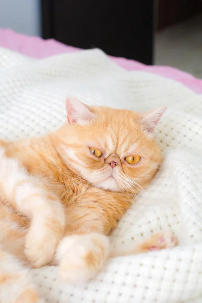 Cheveux courts chat exotique avec visage drôle mignon — Photo