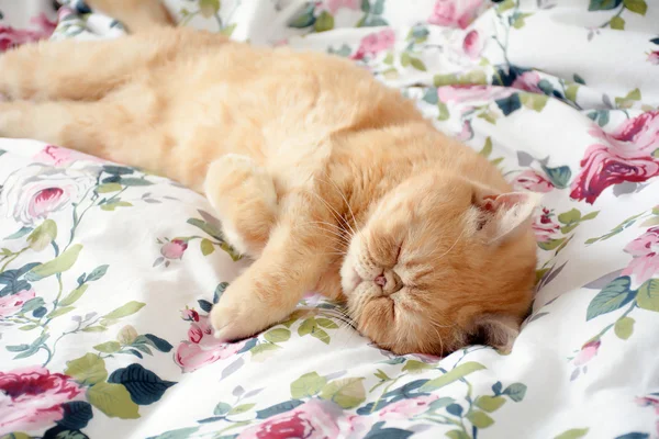 Exotic ginger cat sleeping on bed — Stock Photo, Image