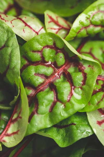 Swiss chard microgreens as background. Macro shot of micro green leaf