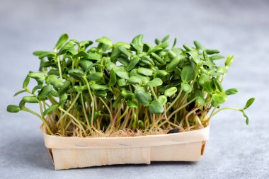 Beton masa arkasındaki tahta kutuda mikro yeşil ayçiçeği filizleri. Sağlıklı vejetaryen yemekleri