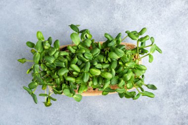 Ayçiçeği mikro yeşil filizler