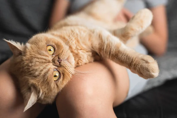 Funny exotic shorthair cat laying on woman\'s knees. Friendship with pet concept. Domestic lifestyle