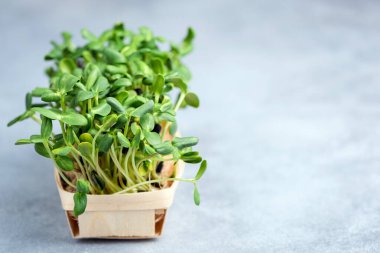 Fotokopi alanı ile izole edilmiş çimento arkaplanda mikro yeşillikler var. Evde bahçe işleri, vegan yeşili sağlıklı yaşam tarzı konsepti. Seedling