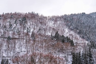 Karlı dağda çam ağaçları.