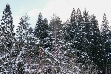 Yaprakları karla kaplı çam ağaçları.