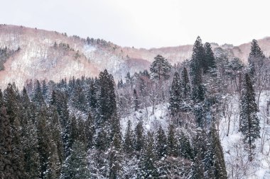Karlı dağda çam ağaçları.