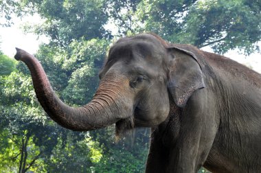 Yaban hayatı alanı Sumatera fil