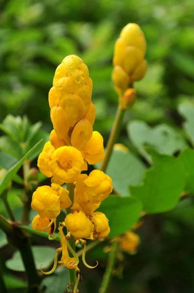 Candle Bush flowers with green background