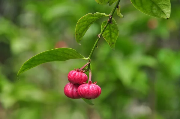 Kırmızı Garcinia Sp meyve için tıp — Stok fotoğraf