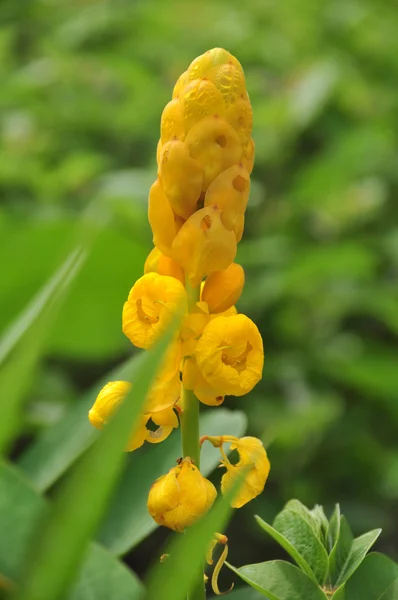 Bougie Bush fleurs avec fond vert — Photo