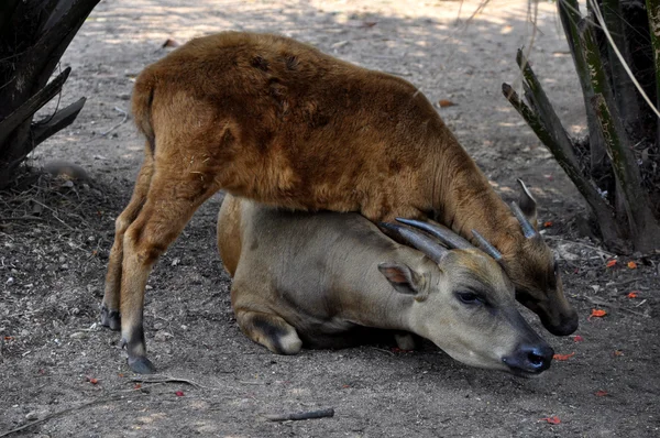Anoa Bubalus depressicornis kimden Endonezya