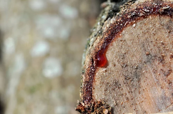 Closeup Red Tree Sap Nature Outdoor — Stock Photo, Image