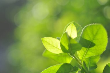 Yeşil yapraklar yakın plan bulanıklığı