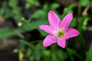Zephyranthes minute, Zephyranthes grandiflora olarak da bilinen bitki türü.