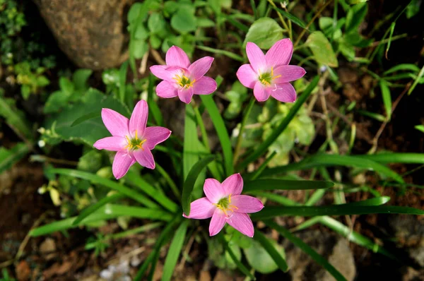 제피라 테스미누 라네스 불리는 식물이다 — 스톡 사진