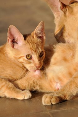 Sarı anne kedi yavrusunu emziriyor.