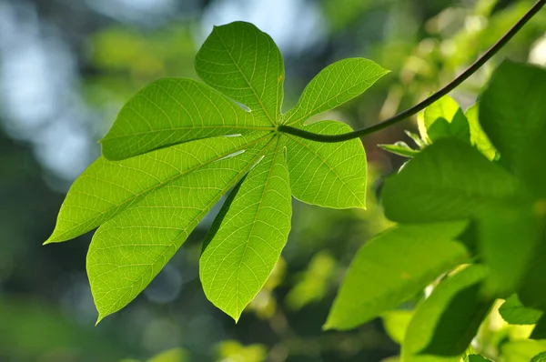 Κοντινό Πλάνο Των Φύλλων Cassava Φόντο Bokeh — Φωτογραφία Αρχείου