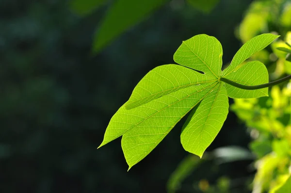 Κοντινό Πλάνο Των Φύλλων Cassava Φόντο Bokeh — Φωτογραφία Αρχείου