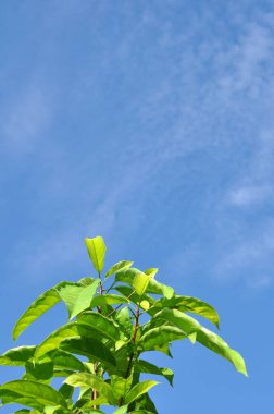 Doğa yeşil yapraklar ve mavi gökyüzü arkaplan dikeni