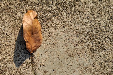 Dry leaves lying below on the ground