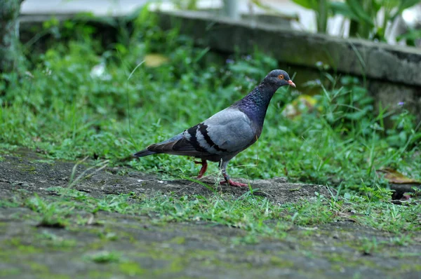 Gray Doves Looking Food Yard — Stock Photo, Image