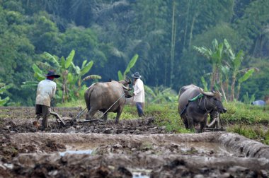Ciamis, Endonezya - 14 Nisan 2019: Ciamis, Batı Java 'da bufalo kullanan çiftçiler - Endonezya