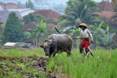 Ciamis, Endonezya - 14 Nisan 2019: Ciamis, Batı Java 'da bufalo kullanan çiftçiler - Endonezya