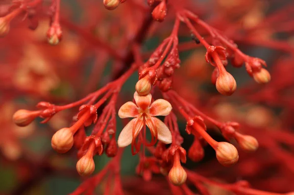 Clerodendrum Kapat Panikle Çiçek Açık Havada Kırmızı Renk — Stok fotoğraf