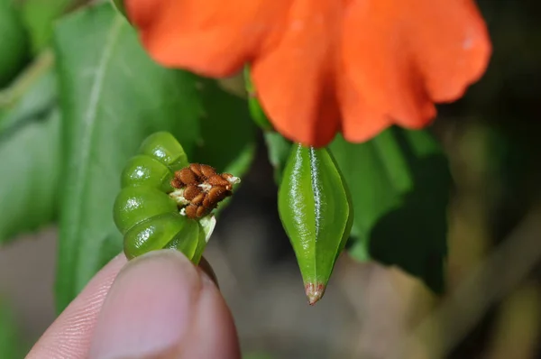 Röd Impatiens Blomma Med Frön Gröna Blad Natur Utomhus — Stockfoto