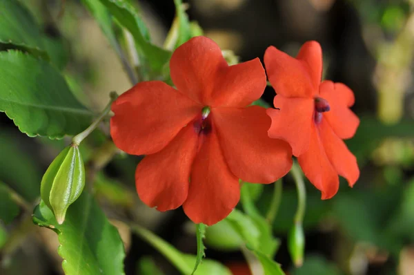 Red Impatiens Flower Seed Green Leaves Nature Outdoor Stock Picture