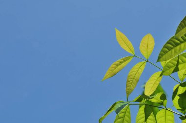 Parlak gökyüzü arkaplanlı taze yeşil yapraklar