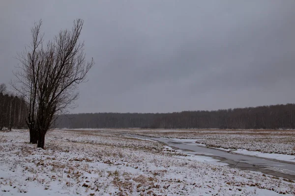 시베리아의 겨울에 얼어붙었다 눈덮인 들판에 푸석푸석 나무와 얼음으로 뒤덮인 — 스톡 사진