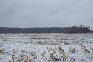 Kış kuzey manzarası - karlı bir tarla. Kış başlangıcı. Sarı otlar düşen karın altında saklanır. Kar fırtınası, kar yağıyor.
