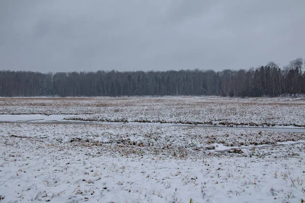 Zimowy Północny Krajobraz Pole Śniegiem Wczesna Zima Żółta Trawa Ukrywa — Zdjęcie stockowe