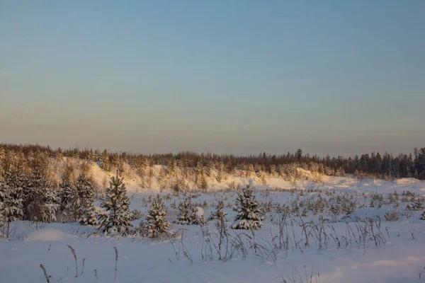 Sibirya Kaybolmuş Kuzey Manzarası Karla Kaplı Tepeler Vadiler Kozalaklı Ormanlarla — Stok fotoğraf