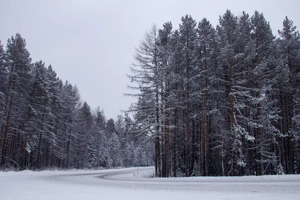 A turn on the northern forest track. A turn of a snow-covered track in a high Siberian forest. Khanty-Mansi Autonomous Okrug - Yugra